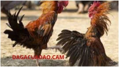 Hình thức đá gà trực tiếp cựa dao là gì ?