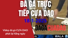 video xem lại Đá Gà trực tiếp cựa dao mới nhất tại philipins 18-1-2025